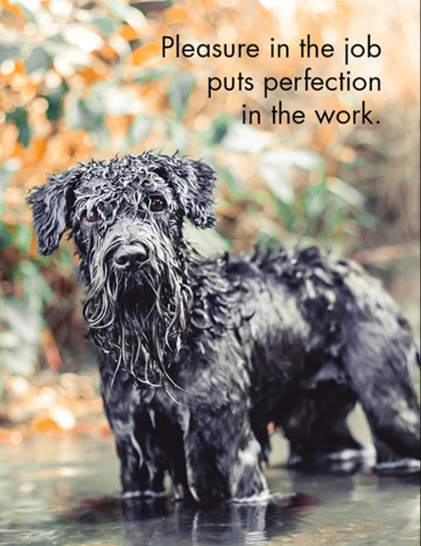 Good Dogs 24 Cards - Affirmations Publishing House