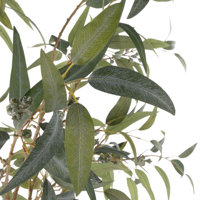 Eucalyptus Gumnut Tree