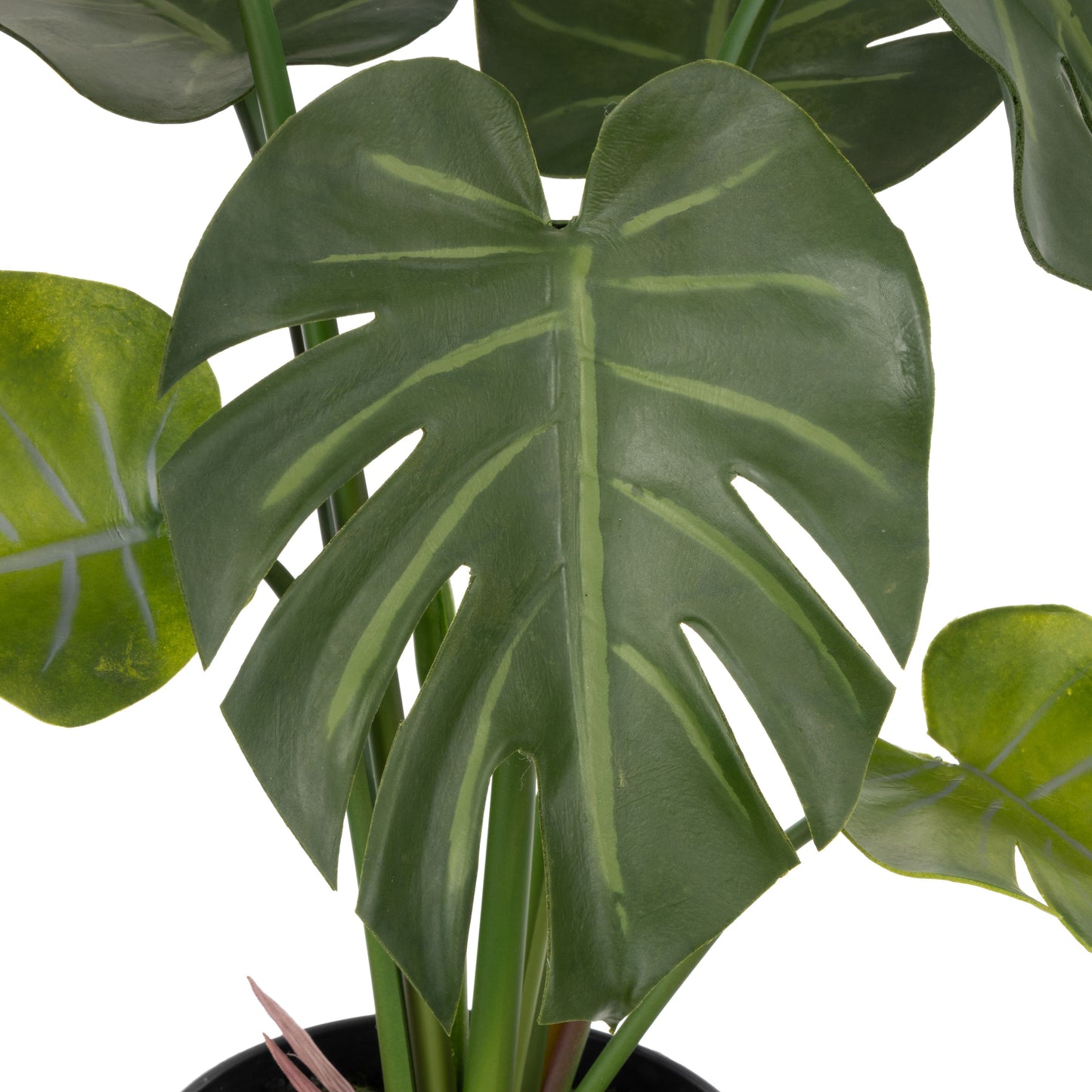 Monstera Plant