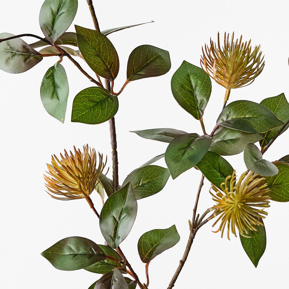 Protea Leucospermum Spray Rust