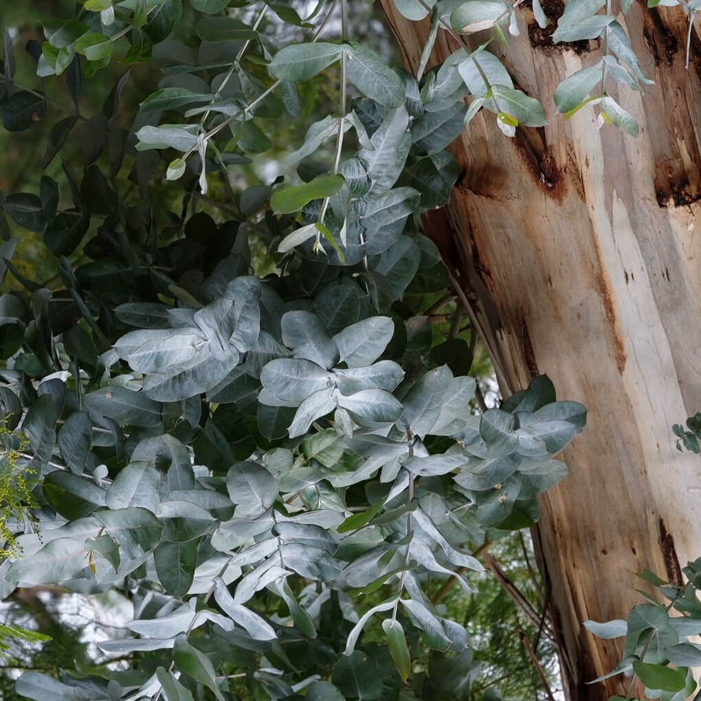 Otways In Bush Botanicals Room Mist