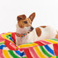 Rainbow Spray Dog Collar - Kip&Co