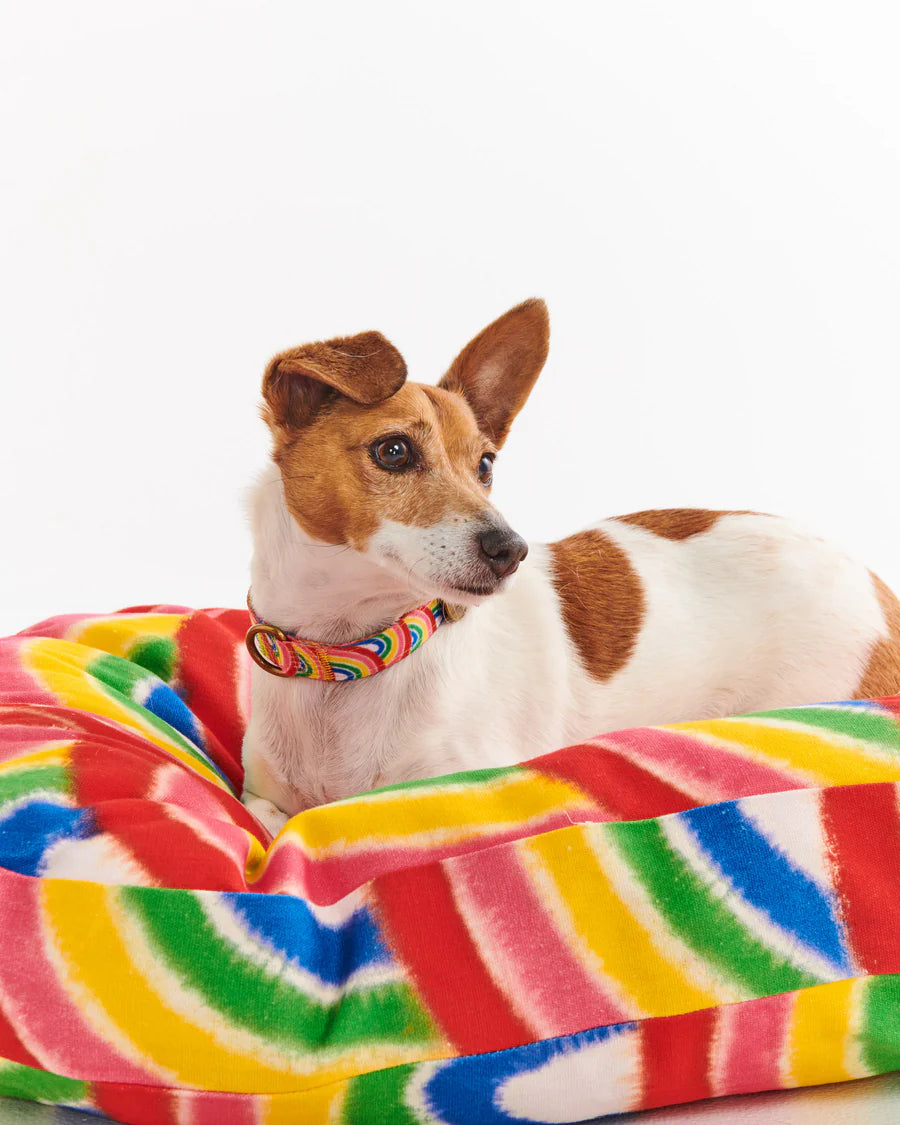 Rainbow Spray Dog Collar - Kip&Co