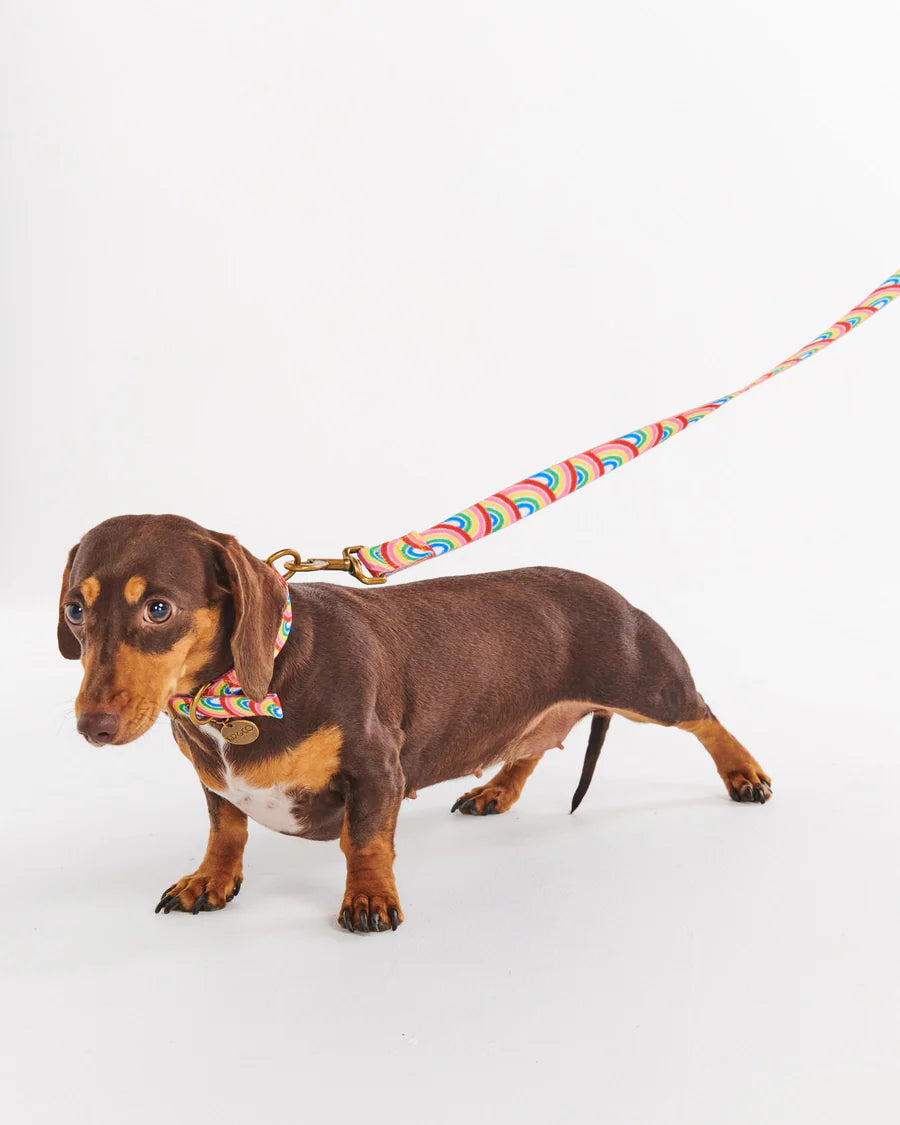 Rainbow Spray Dog Collar - Kip&Co