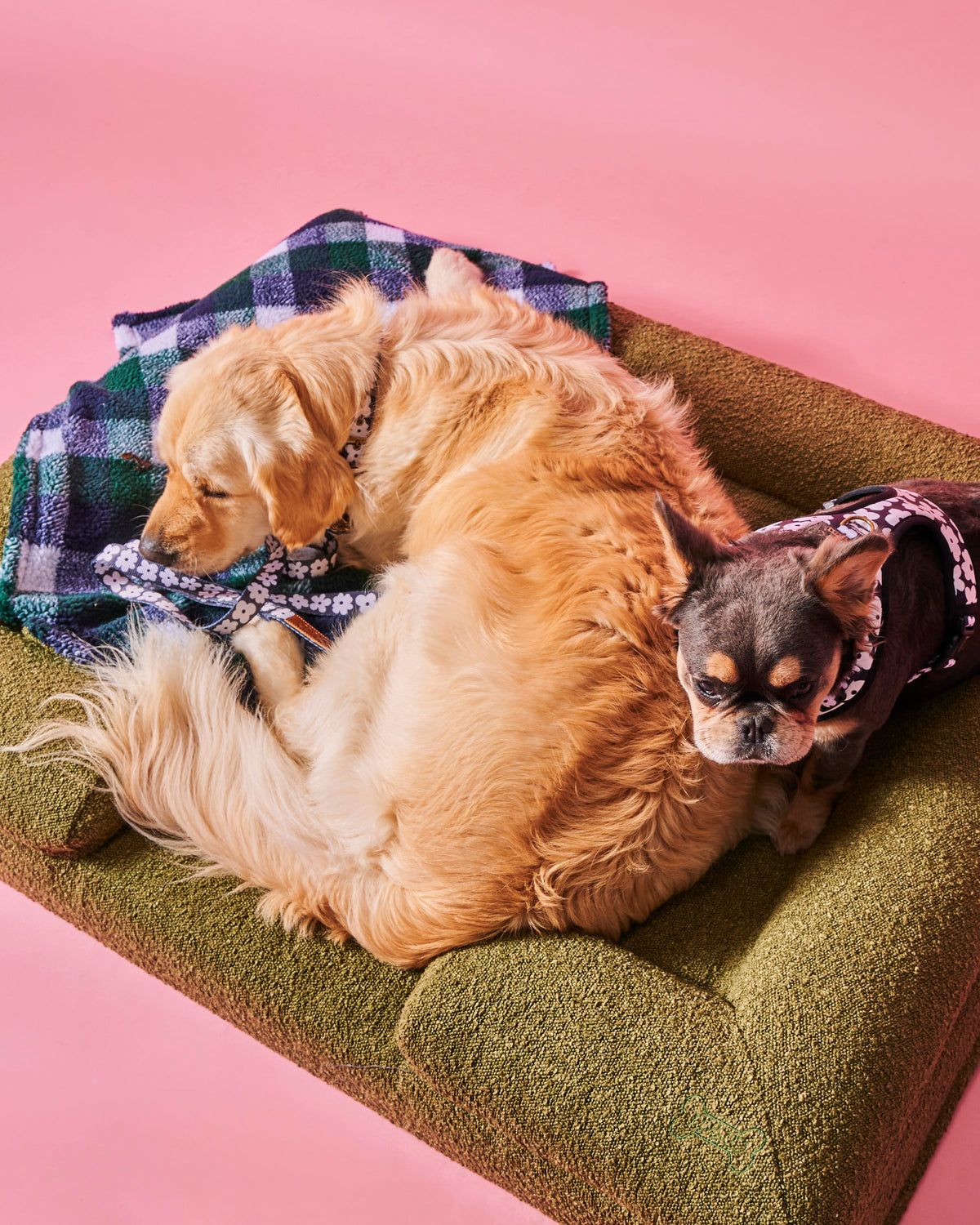 Fred Boucle Dog Bed Small - Kip&Co