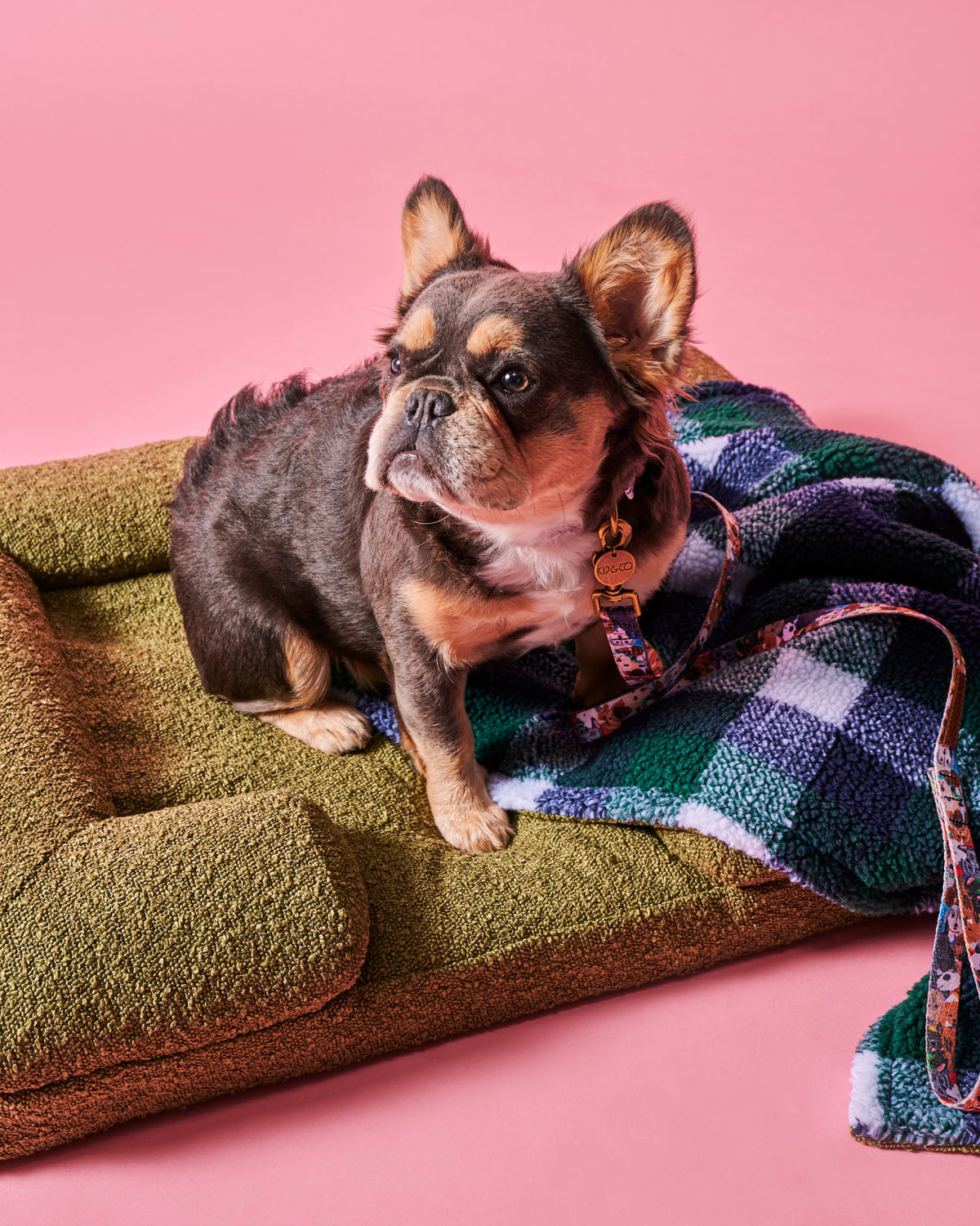 Fred Boucle Dog Bed Small - Kip&Co
