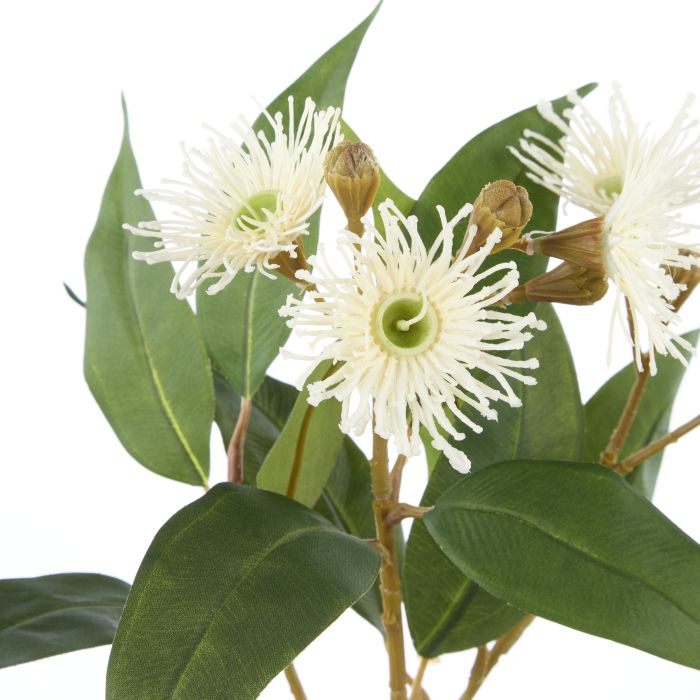 Eucalyptus Flower Spray - Rouge