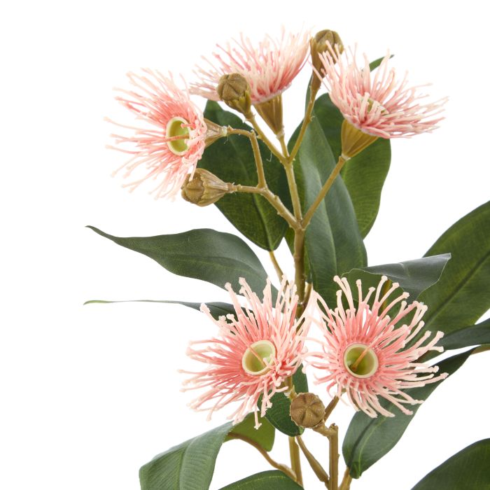 Eucalyptus Flower Spray - Rouge