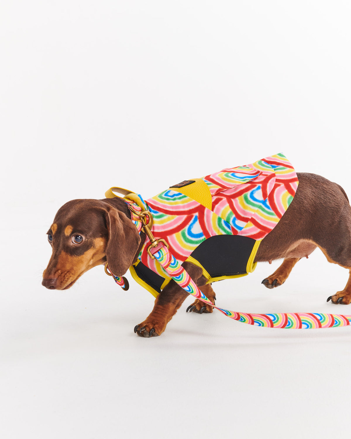 Rainbow Spray Dog Jacket- Kip&Co