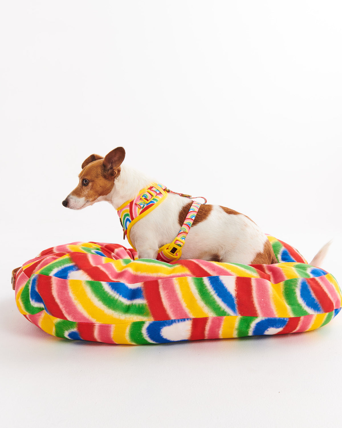 Rainbow Spray Dog Harness- Kip&Co
