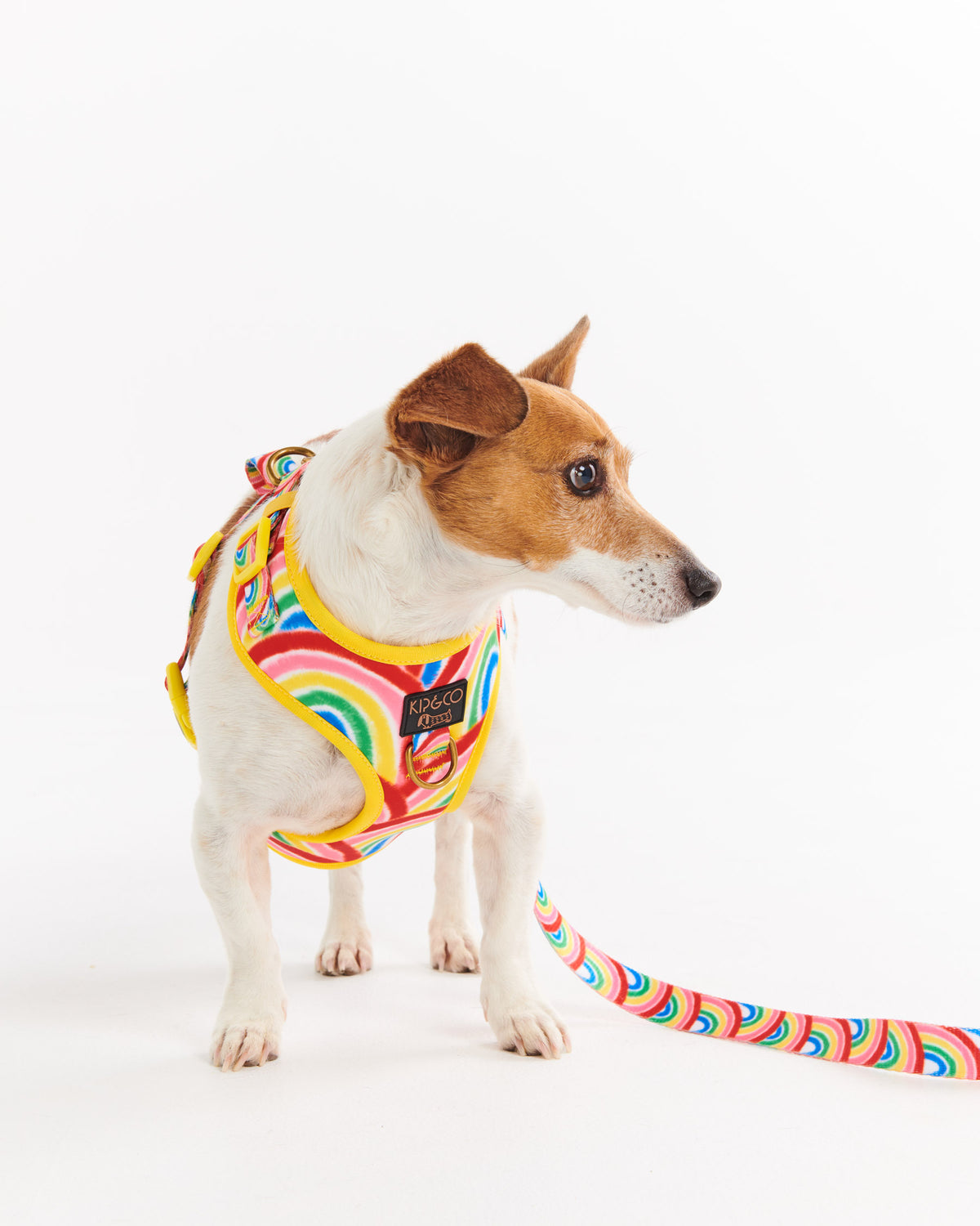 Rainbow Spray Dog Harness- Kip&Co