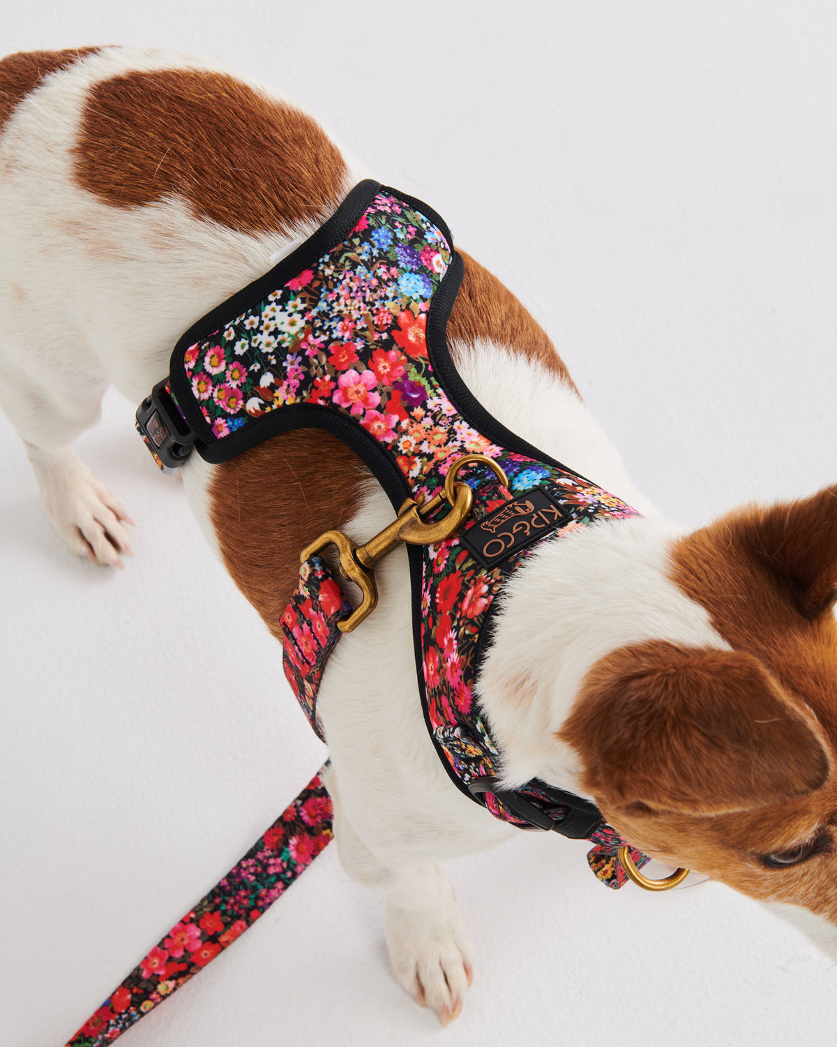 Forever Floral Black Dog Harness- Kip&Co