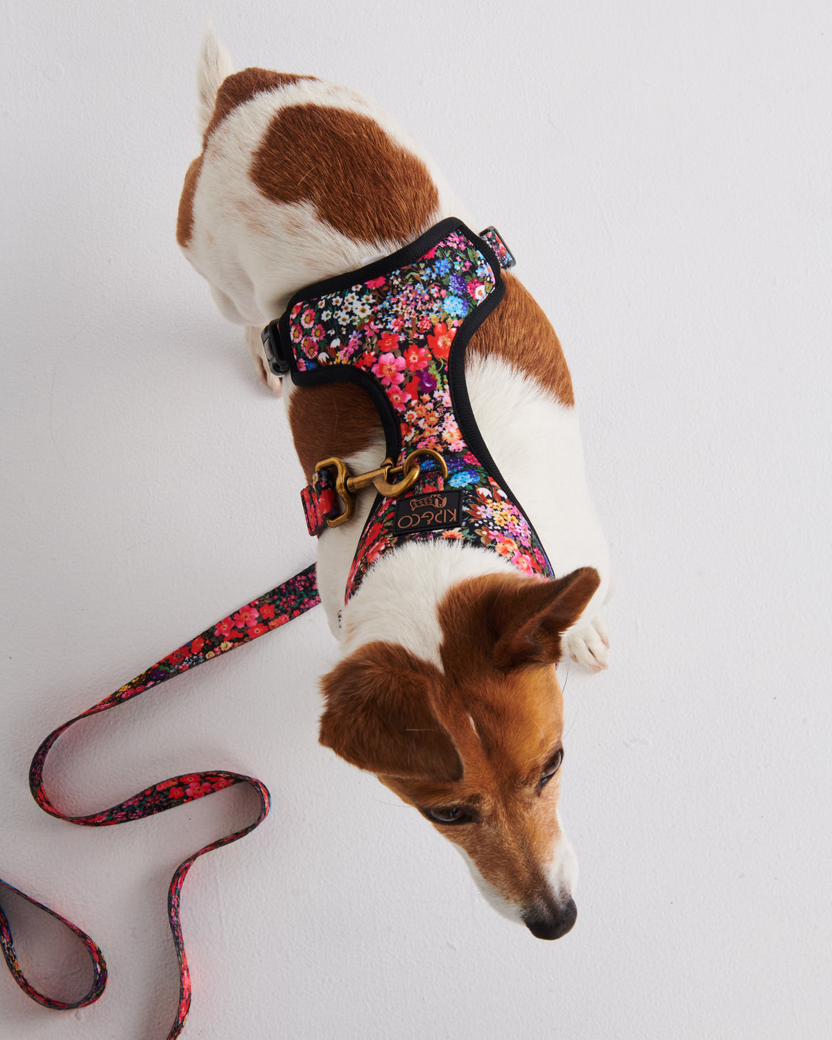 Forever Floral Black Dog Harness- Kip&Co
