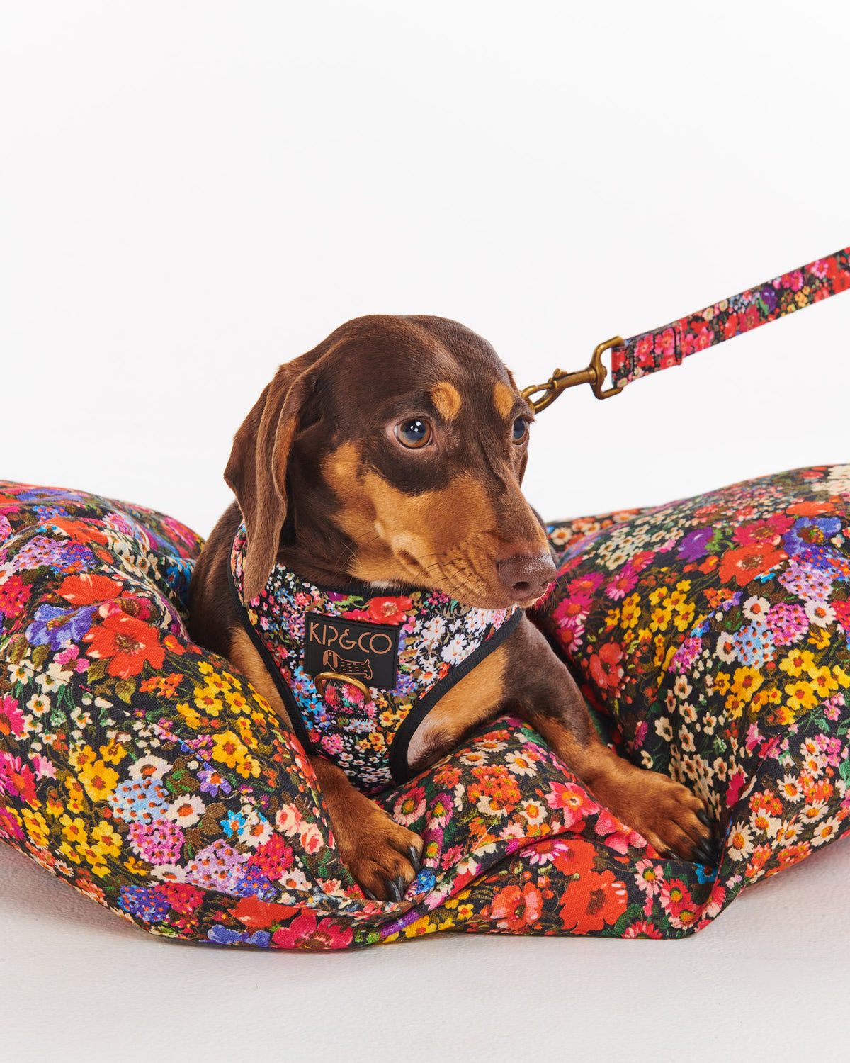 Forever Floral Black Dog Harness- Kip&Co