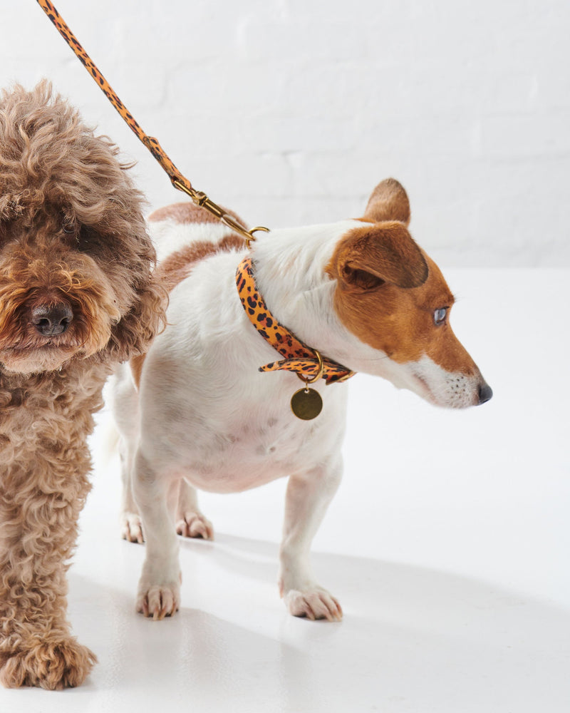 Tarzan Dog Lead - Kip&Co