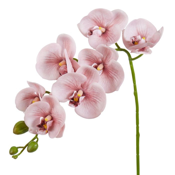 Phalarnopsis Orchid Pink 76cm