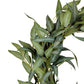 Eucalyptus Wreath Green