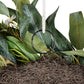 Protea Eucalyptus Wreath Pink