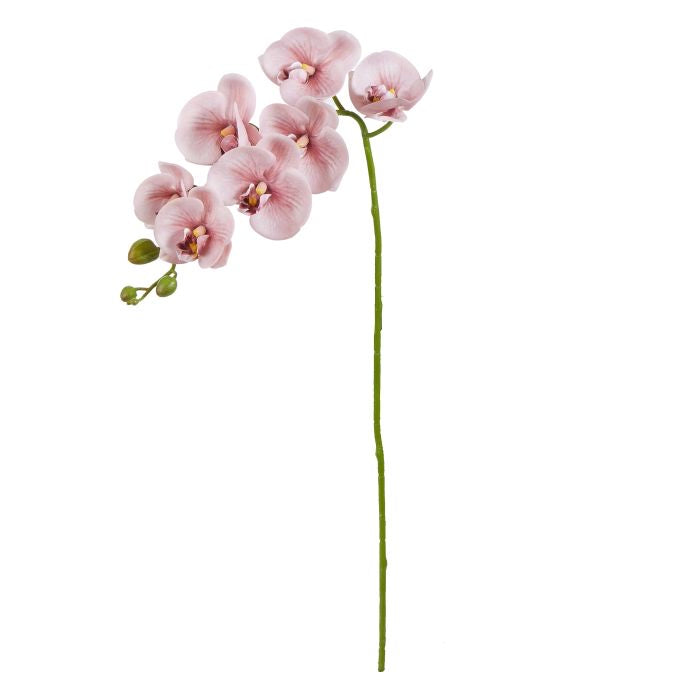 Phalarnopsis Orchid Pink 76cm