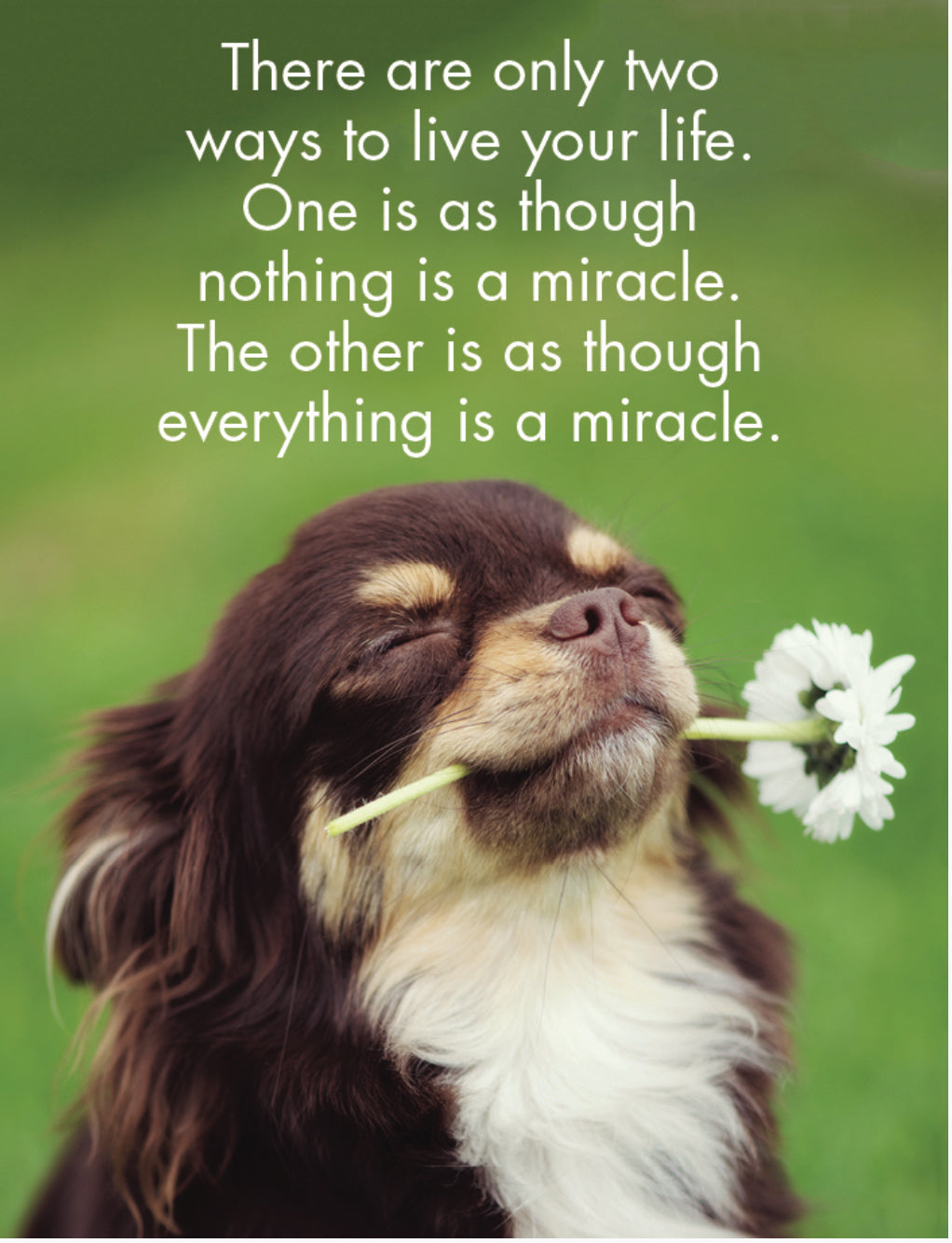 Puppy Love Affirmation Cards