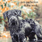 Good Dogs 24 Cards - Affirmations Publishing House