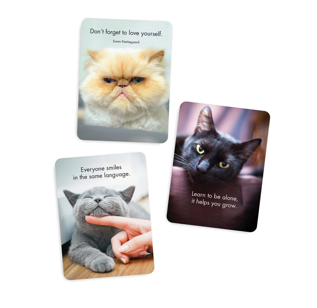 Wise Cats Affirmation Cards