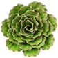Ceramic Flower Juniper XL