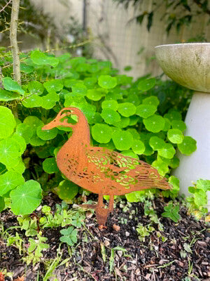 Garden Spike Duck