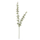 Eucalyptus Spray Green