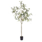 Eucalyptus Gumnut Tree