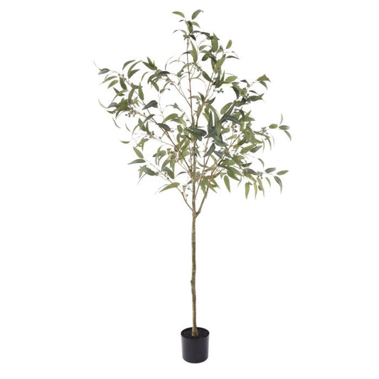 Eucalyptus Gumnut Tree
