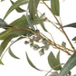 Eucalyptus Gumnut Tree