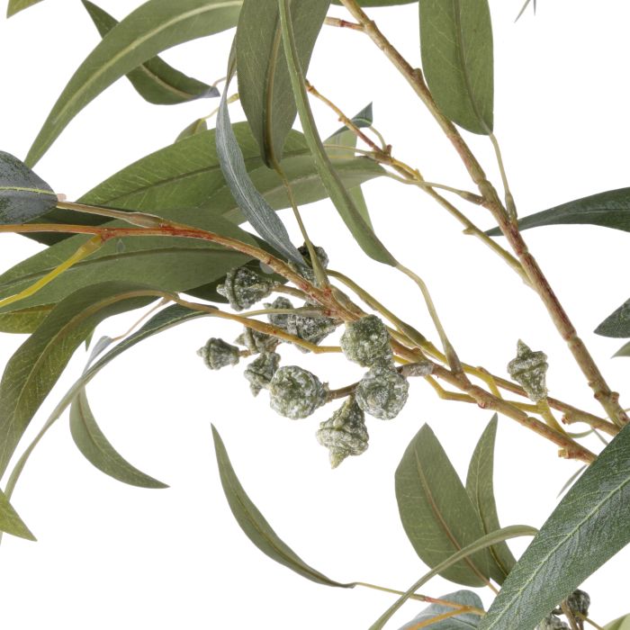 Eucalyptus Gumnut Tree