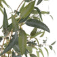 Eucalyptus Gumnut Tree