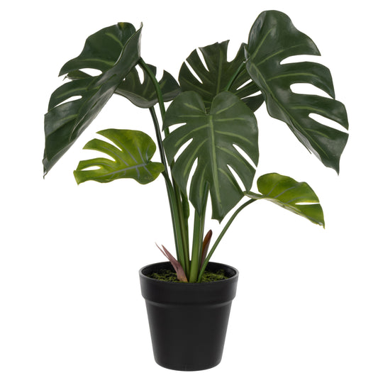 Monstera Plant