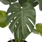 Monstera Plant