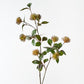 Protea Leucospermum Spray Rust