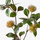 Protea Leucospermum Spray Rust