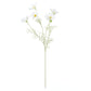 Cosmos Spray White