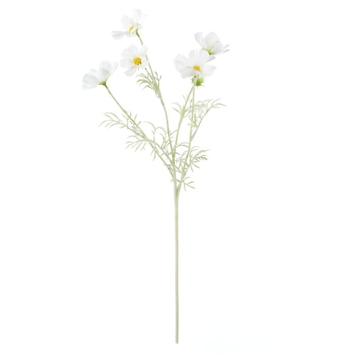 Cosmos Spray White