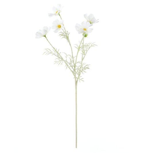 Cosmos Spray White