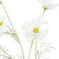 Cosmos Spray White