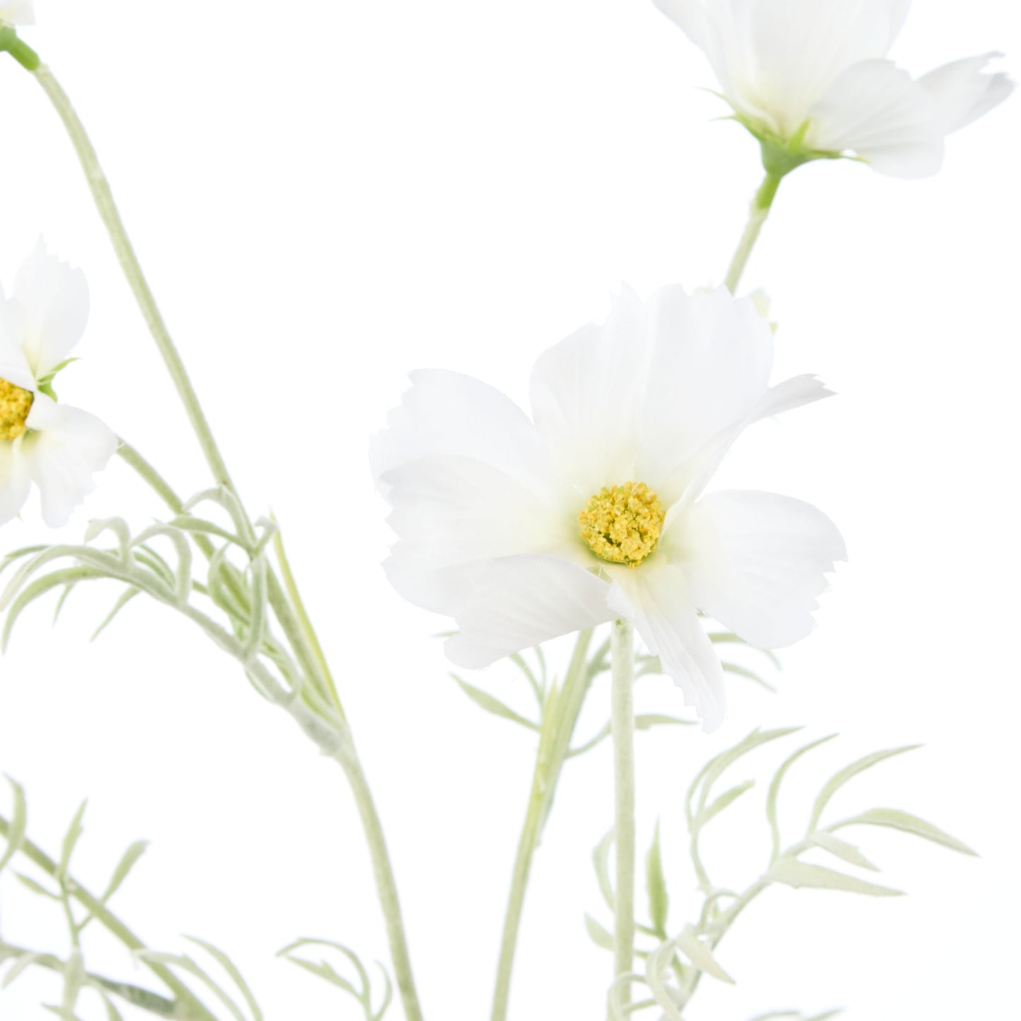 Cosmos Spray White