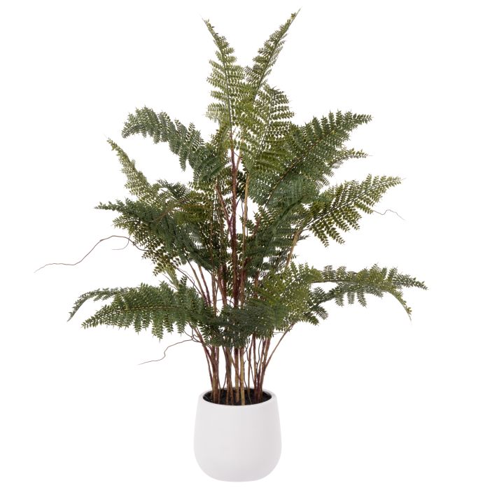 Mountain Wood Fern In Pot