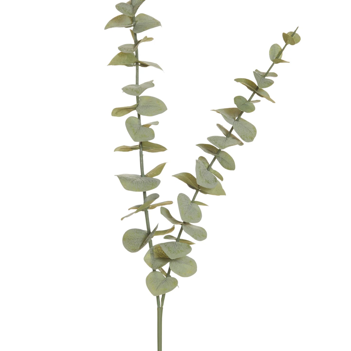 Eucalyptus Spray Green