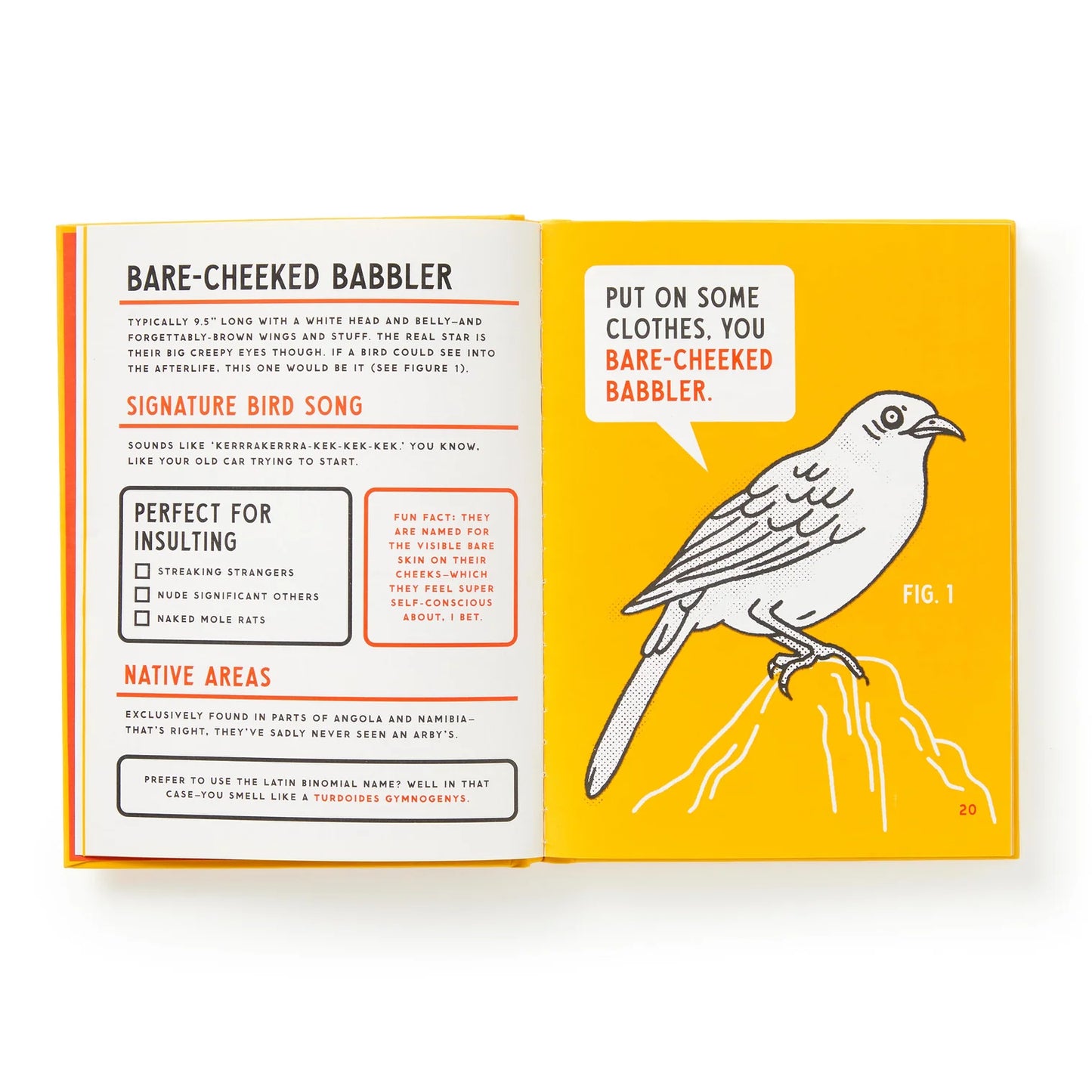 Birds That Sound Like Insults