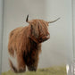 Highland Cow Greeting Card