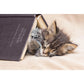 Tale End Cat Bookmarks - 2pcs Set Multi-Coloured