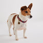 Forever Floral Dog Collar - Kip&Co