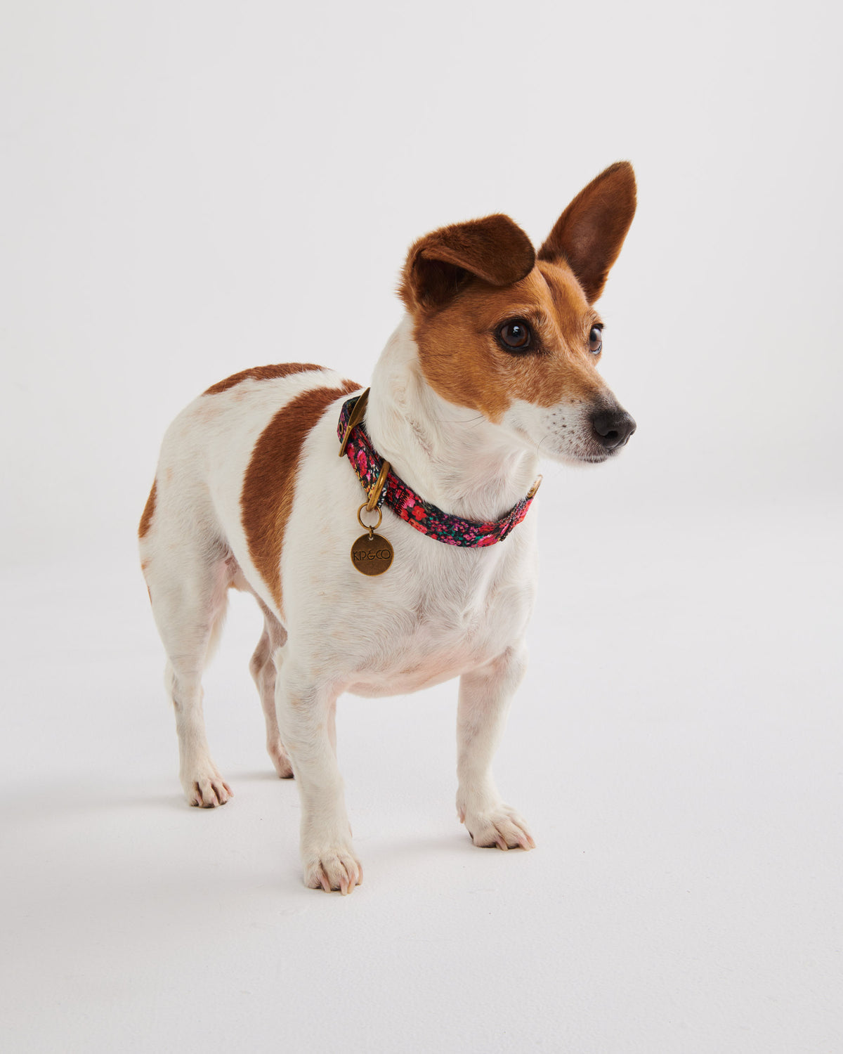 Forever Floral Dog Collar - Kip&Co